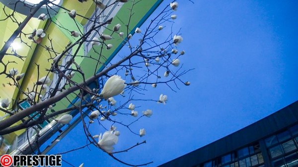 【姫咲はな】120%リアルガチ軟派伝説 vol.96 来ました神戸！2年ぶり！今回も全員中出し達成！ 【MGSだけのおまけ映像付き+25分】